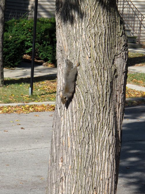 gray squirrel sunbathing