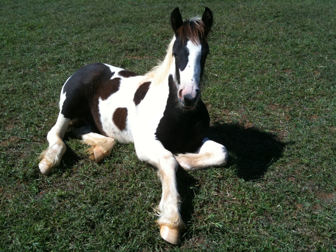 A Horse Of Course And Rabbits Too: Pictures of horses A Horse Of Course And Rabbits Too: Pictures of horses