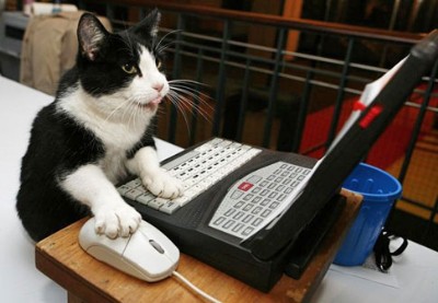 [gato_pc.jpg]