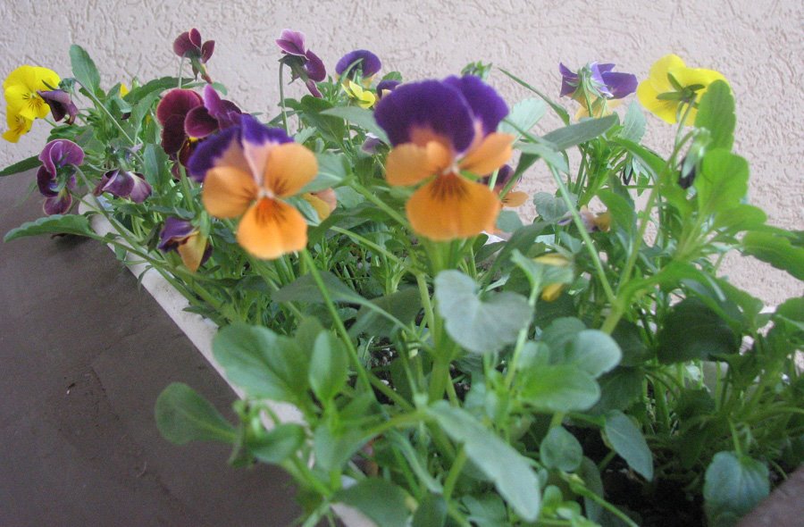 [spring+flowers+2.jpg]