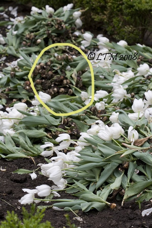 [White+Tulips+3.jpg]