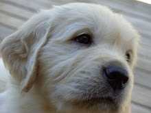 Kika in hos oss på Tjärhovet kennel