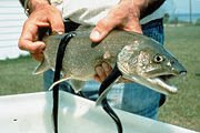 180px-Sea_Lamprey_fish.jpg