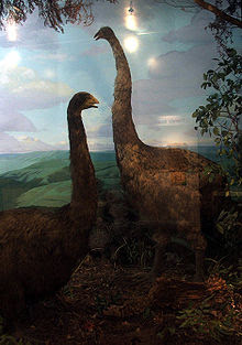 220px-OtagoMuseumMoa.jpg