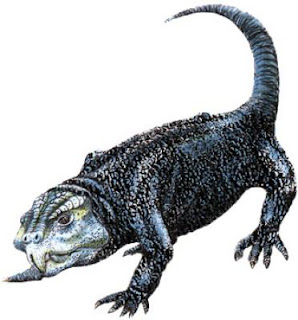 Scaphonyx1140212856.jpg