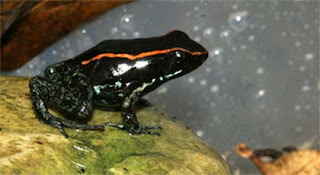 vittatus4.jpg