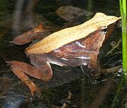 180px-Rhinoderma_darwinii.jpg