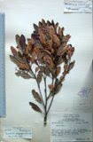 LAE66178.jpg