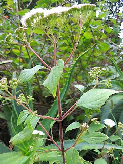 300px-Ageratina_adenophora_(Habitus).jpg