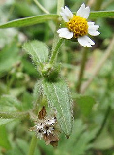 250px-Galinsoga.ciliata.1.jpg