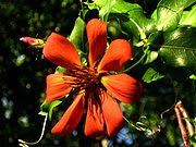 180px-Mutisia_sp.,_clavel_del_campo.jpg