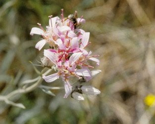 hyalis.250a.jpg