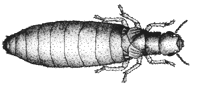 Pterotermes_occidentis.gif