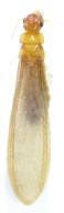 NeotermesJouteli_alate_58x192.jpg