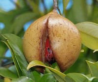Nutmeg+Seed+Small.jpg