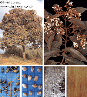 Nectandra_rigida_p2gif.gif