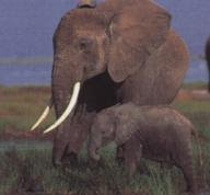 elephants.jpg