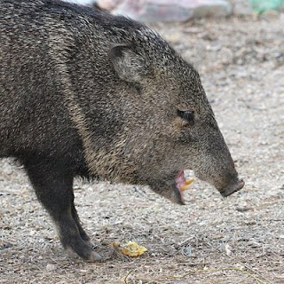 javelina.jpg