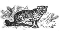 [gato-bravo.jpg]