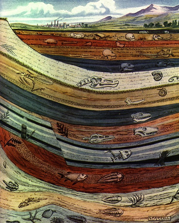 fossils fossils cross section