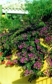 [bouganvilla200.jpg]