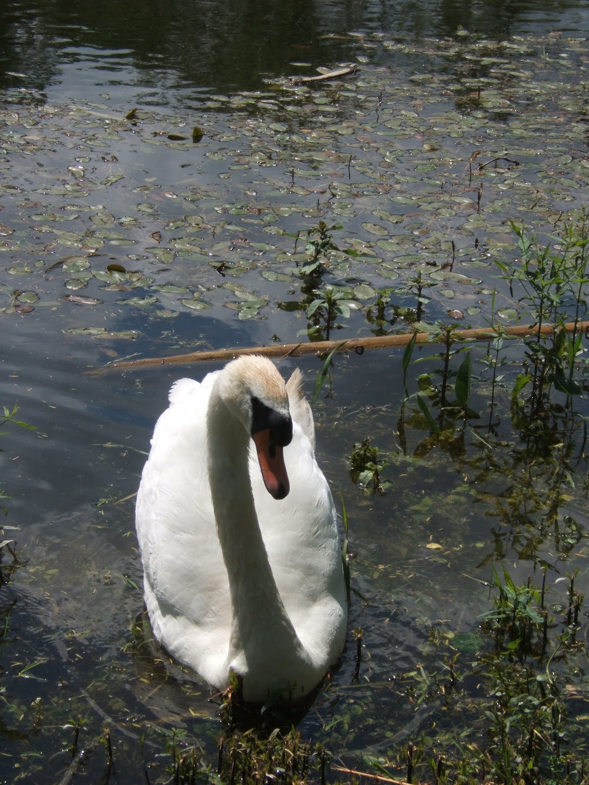 [cartonjun06+018.jpg]