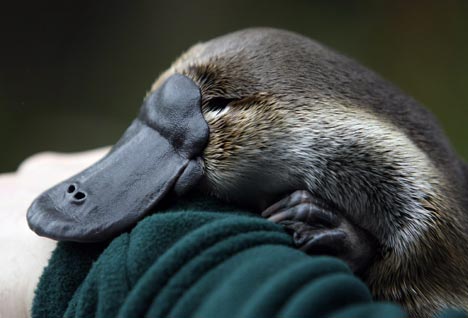 Plural For Platypus