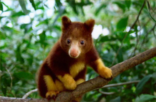 Animal In Tree