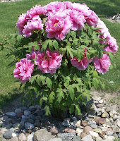 Sherry's peony tree