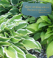 closeup of hostas