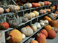 Display of bumpy pumpkins