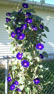 purple morning glories by the fence in the backyard