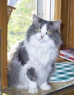 Annie sitting by the kitchen window