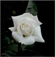 [flower+of+peace.jpg]