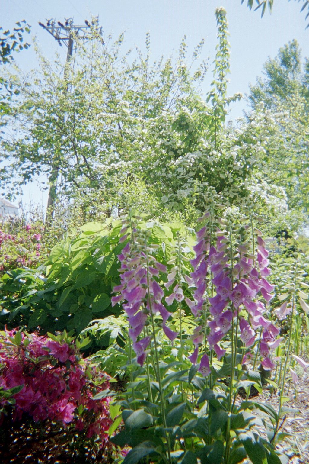 [Lavender+Digitalis.jpg]