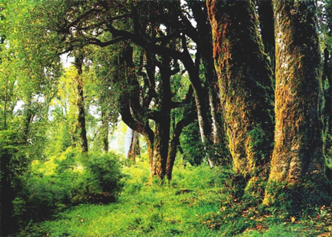 [bosque mapuche.jpg]