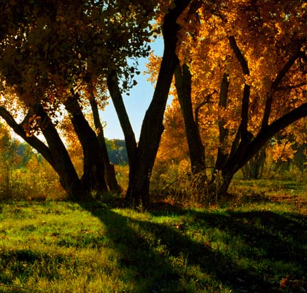 [bosque_albuquerque.jpg]