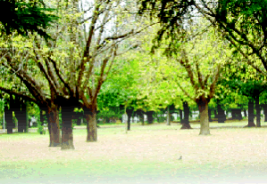 [foto-otonio.gif]
