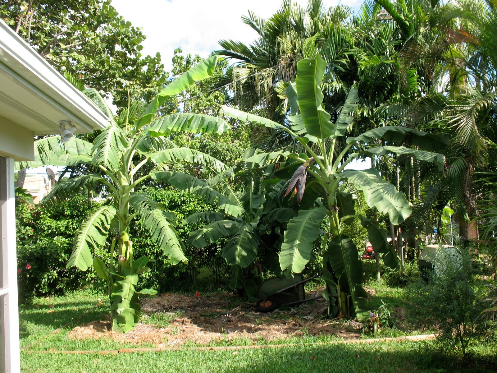 Plantation Fruit