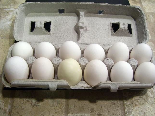 [easter+egg6.jpg]