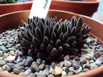 Sinocrassula Yunnanensis