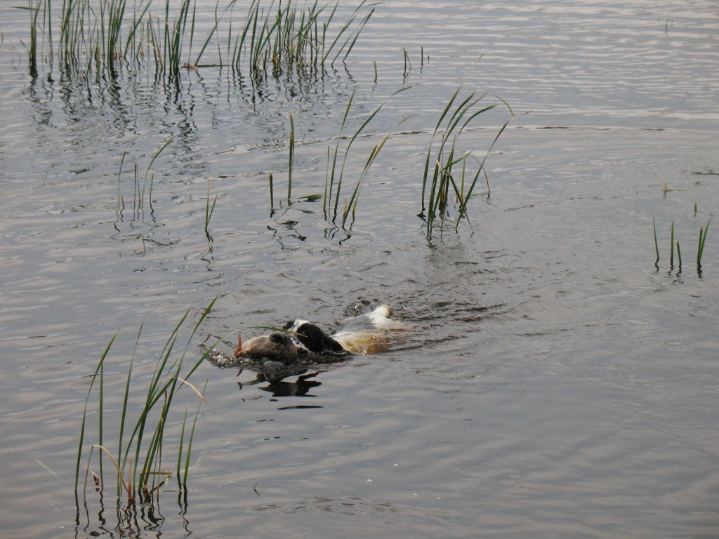 [artie_duck2.jpg]