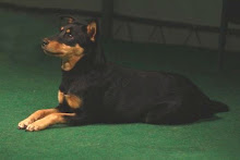 Jade-LC Kennel Club Obedience Class