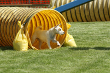 Gertie Agility at Cathy's