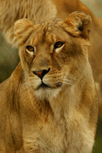 Lioness Head Shot forward
