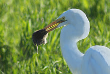 Egret with mole