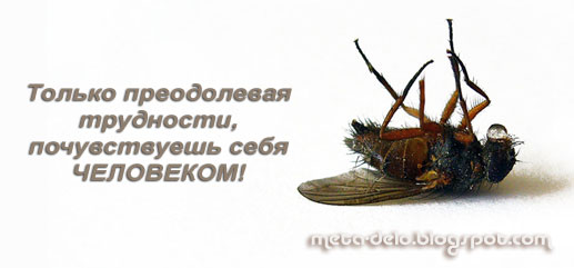 [муха.jpg]