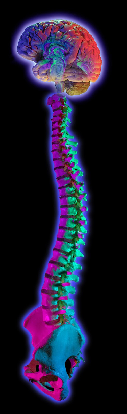 [bigstockphoto_brain_and_spine_on_black_828304.jpg]