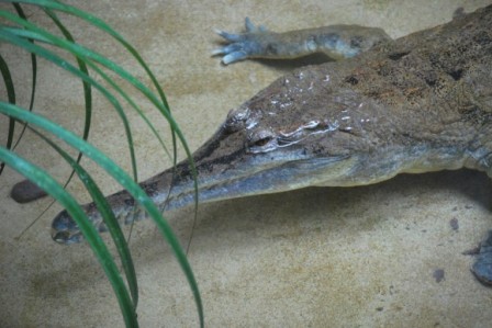 a.arman weblog: World's most Dangerous Crocodile a.arman weblog: World's most Dangerous Crocodile