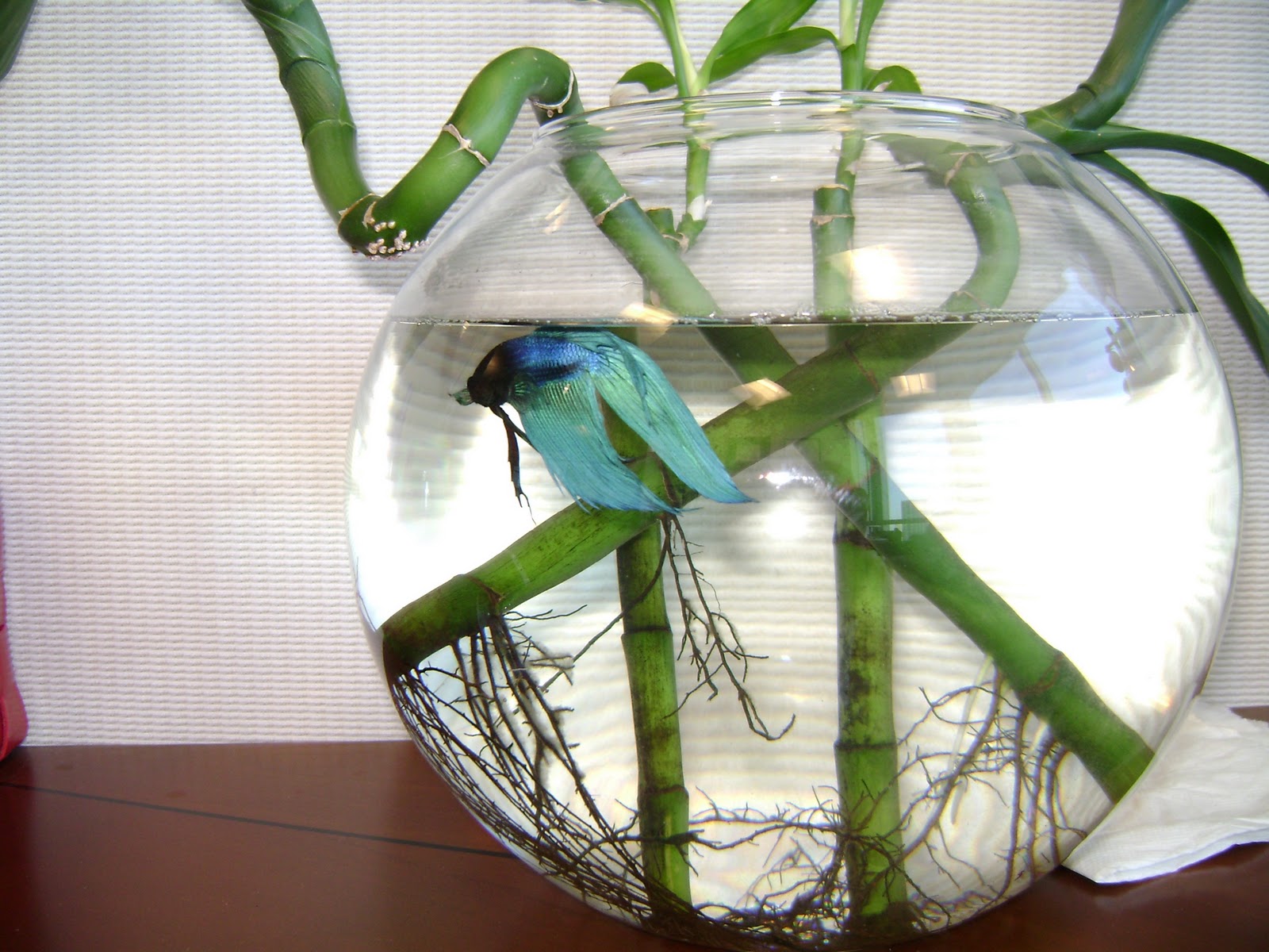 Betta Fish Bamboo